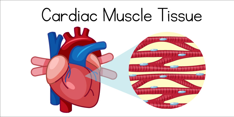 Cause-of-Cardiomyopathy