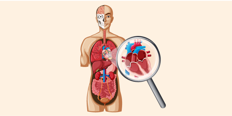 Cause-of-Ventricular-Fibrillation