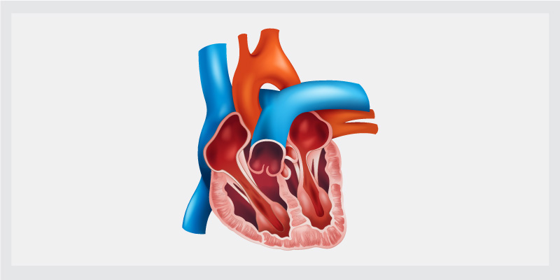 Human-heart-Valves