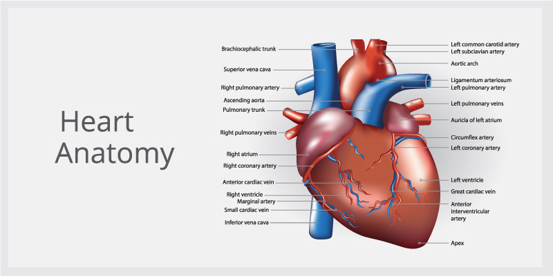 Labelled-parts-of-heart