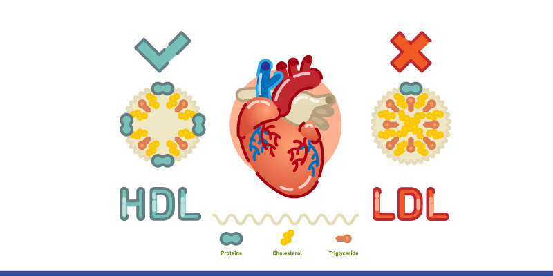 Types-of-Cholesterol